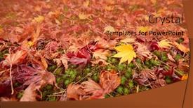  Presentation with maple leaves - Beautiful slide deck featuring colorful-japanese-maple-acer-palmatum backdrop and a red colored foreground