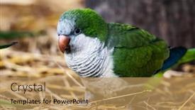  Presentation with parrot - PPT theme featuring colorful-kalita-parrot-sitting background and a coral colored foreground