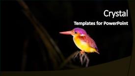  Presentation with bird - PPT theme consisting of colorful kingfisher bird black-backed background and a black colored foreground