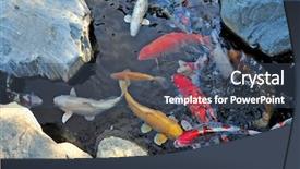  Presentation with koi fish - Presentation theme consisting of colorful koi fish in pond background and a ocean colored foreground