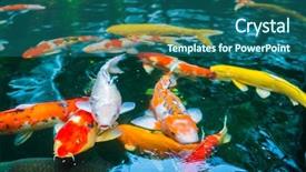  Presentation with koi fish - Colorful slide set enhanced with colorful koi fish swimming backdrop and a ocean colored foreground