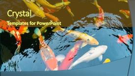  Presentation with koi fish - Beautiful presentation design featuring colorful koi fish swimming backdrop and a  colored foreground