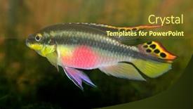  Presentation with purple - Colorful slide set enhanced with colorful kribensis or purple cichlid pelvicachromis pulcher from nigeria backdrop and a tawny brown colored foreground