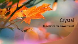  Presentation with autumn leaves - Amazing presentation having colorful leaves in autumn season backdrop and a coral colored foreground