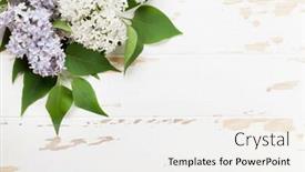  Presentation with flowers - Amazing slide set having colorful lilac flowers over wooden background top view with space for your text backdrop and a white colored foreground