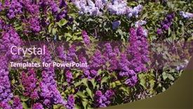 Presentation with lilacs - Colorful presentation design enhanced with colorful-lilacs-bush-in-chester backdrop and a violet colored foreground