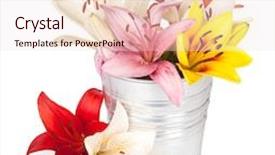  Presentation with lily - Cool new presentation theme with colorful lily flowers in bucket isolated on white background backdrop and a lemonade colored foreground