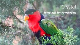  Presentation with curiosity - Amazing presentation having colorful lorikeet looking with curiosity backdrop and a gray colored foreground