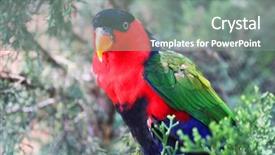  Presentation with curiosity - Presentation with colorful lorikeet looking with curiosity background and a gray colored foreground