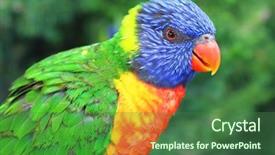  Presentation with curiosity - Colorful presentation theme enhanced with bride hugging her groom tears of joy backdrop and a dark gray colored foreground