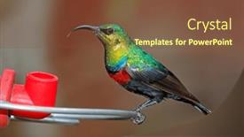  Presentation with south africa - Presentation featuring colorful-male-marico-sunbird-cinnyris background and a tawny brown colored foreground