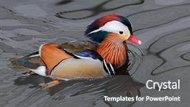  Presentation with podcast asia - Audience pleasing slides consisting of colorful mandarin duck aix galericulata backdrop and a gray colored foreground