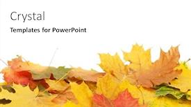  Presentation with maple leaves - Presentation design with colorful-maple-leaves-isolated background and a white colored foreground