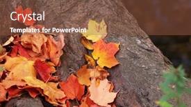  Presentation with maple leaves - Cool new PPT layouts with colorful-maple-leaves backdrop and a tawny brown colored foreground