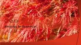  Presentation with maple leaves - Presentation theme having colorful-maple-leaves background and a red colored foreground