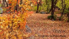  Presentation with maple leaves - PPT theme having colorful-maple-plant-nd-fallen background and a  colored foreground