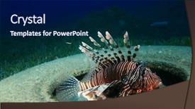  Presentation with tyre - Beautiful presentation theme featuring colorful marine animals - lionfish perches in submerged car backdrop and a black colored foreground