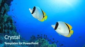 Presentation with marine - Cool new presentation theme with colorful marine animals - pair of lined butterflyfish chaetodon backdrop and a ocean colored foreground