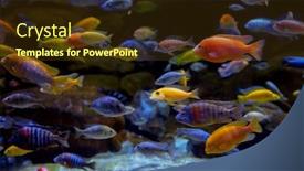  Presentation with marine life - Beautiful PPT layouts featuring colorful-marine-life backdrop and a tawny brown colored foreground