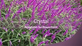  Presentation with purple flowers - Audience pleasing PPT theme consisting of colorful mexican bush sage flowers backdrop and a violet colored foreground