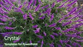  Presentation with purple flowers - Slides featuring colorful mexican bush sage flowers background and a tawny brown colored foreground