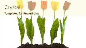  Presentation with silk - Presentation design enhanced with colorful modern silk tulips in the garden background and a cream colored foreground