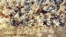  Presentation with moss - Slide set featuring colorful-moss-close-up background and a coral colored foreground