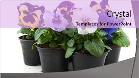  Presentation with pansy - Presentation theme enhanced with colorful multicolor pansy plants background and a lavender colored foreground