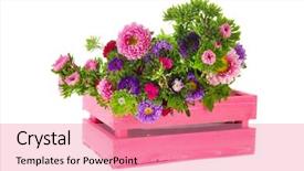  Presentation with england - Beautiful PPT layouts featuring colorful new england asters backdrop and a  colored foreground
