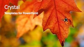  Presentation with red and gold leaves - PPT theme featuring colorful oak leaves in autumn background and a  colored foreground