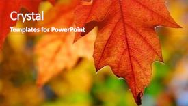  Presentation with isolated fall oak leaf - Presentation theme having colorful oak leaves in autumn background and a  colored foreground