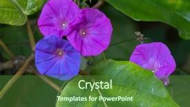  Presentation with colorful flower - PPT layouts with invasive species - closeup colorful ocean blue morning background and a tawny brown colored foreground