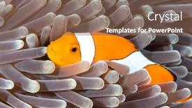  Presentation with indonesia - PPT layouts having colorful-orange-clownfish-hides-amongst background and a violet colored foreground