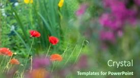  Presentation with bougainvillea - Beautiful presentation design featuring colorful-ornamental-garden-with-poppies backdrop and a tawny brown colored foreground