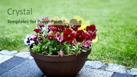  Presentation with pansy - Audience pleasing slide deck consisting of colorful-pansy-flowers backdrop and a mint green colored foreground