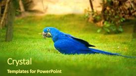  Presentation with parrot - Amazing slide set having colorful parrot blue parrot backdrop and a tawny brown colored foreground