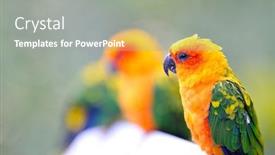  Presentation with parrot - Cool new presentation theme with photo of happy boy with toy airplane and his father against sky backdrop and a light gray colored foreground