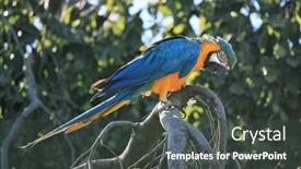  Presentation with parrot - 