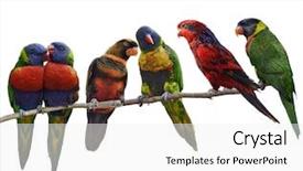 Presentation with parrots - Theme with colorful parrots rainbow lorikeet perching background and a white colored foreground