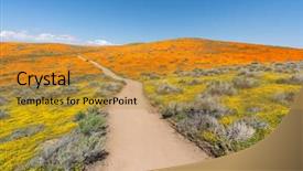  Presentation with wildflower field - Audience pleasing slide deck consisting of colorful path through poppy wildflower backdrop and a gold colored foreground