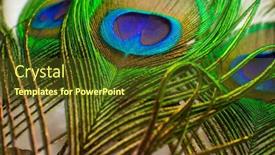 Presentation with peacock - Theme having colorful-peacock-feathers background and a tawny brown colored foreground