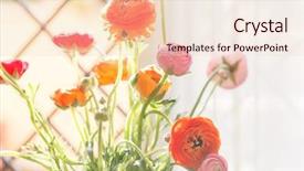  Presentation with persian - Slide set with colorful persian buttercup flowers ranunculus background and a lemonade colored foreground