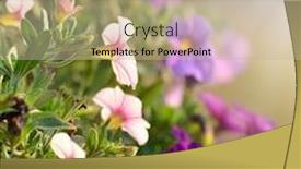  Presentation with colorful flower - Audience pleasing PPT layouts consisting of colorful petunia flower backdrop and a mint green colored foreground