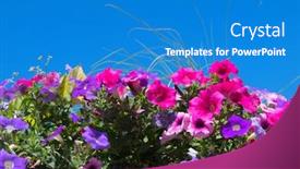  Presentation with pink sky - Slide deck enhanced with colorful petunia flowers in pink and purple against blue sky background and a teal colored foreground