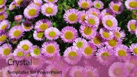  Presentation with pink flowers - PPT theme featuring colorful pink aster alpinus flowers background and a coral colored foreground