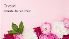  Presentation with peony - Audience pleasing slide set consisting of colorful-pink-white-and-purple backdrop and a pink colored foreground