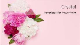  Presentation with peony - Amazing presentation design having colorful-pink-white-and-purple backdrop and a lemonade colored foreground