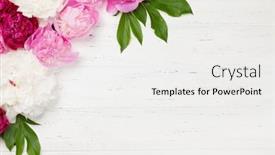  Presentation with peony - Presentation theme consisting of colorful-pink-white-and-purple background and a white colored foreground