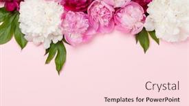  Presentation with purple flowers - Amazing presentation theme having colorful-pink-white-and-purple backdrop and a lemonade colored foreground