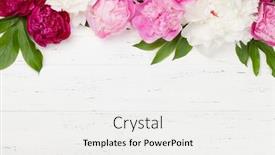  Presentation with peony - PPT theme consisting of colorful-pink-white-and-purple background and a white colored foreground